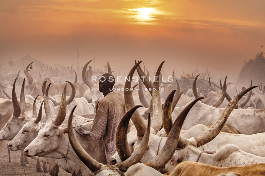 Sunset Cattle - Nigel Pavitt