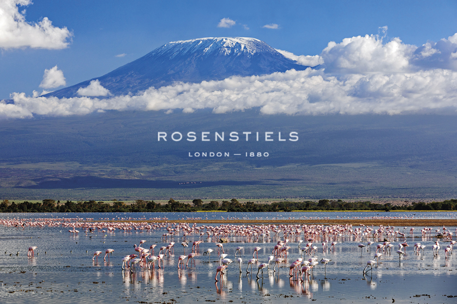 Flamingo Reflections - Nigel Pavitt