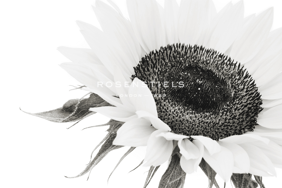 Sunflower Noir - Close - James Guilliam