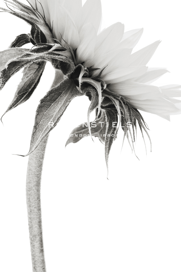 Sunflower Noir - Edge - James Guilliam