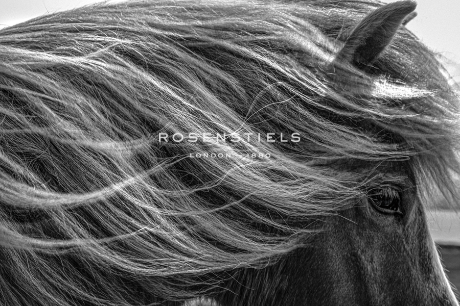 Majestic Mane - Andrew Geiger
