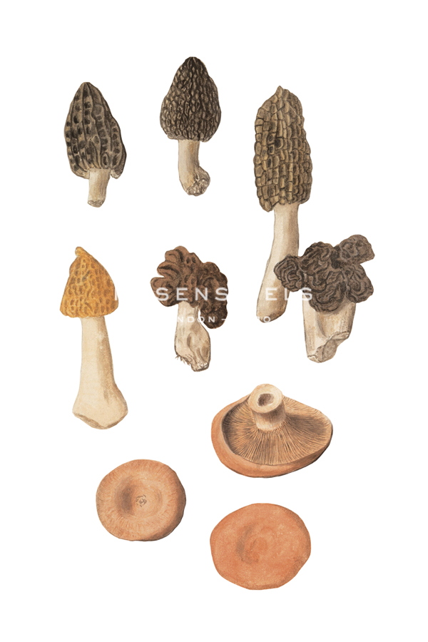 Forest Fungi - The Vintage Collection