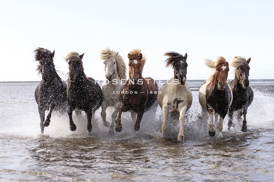 Stampede Splash - Tim Mannakee