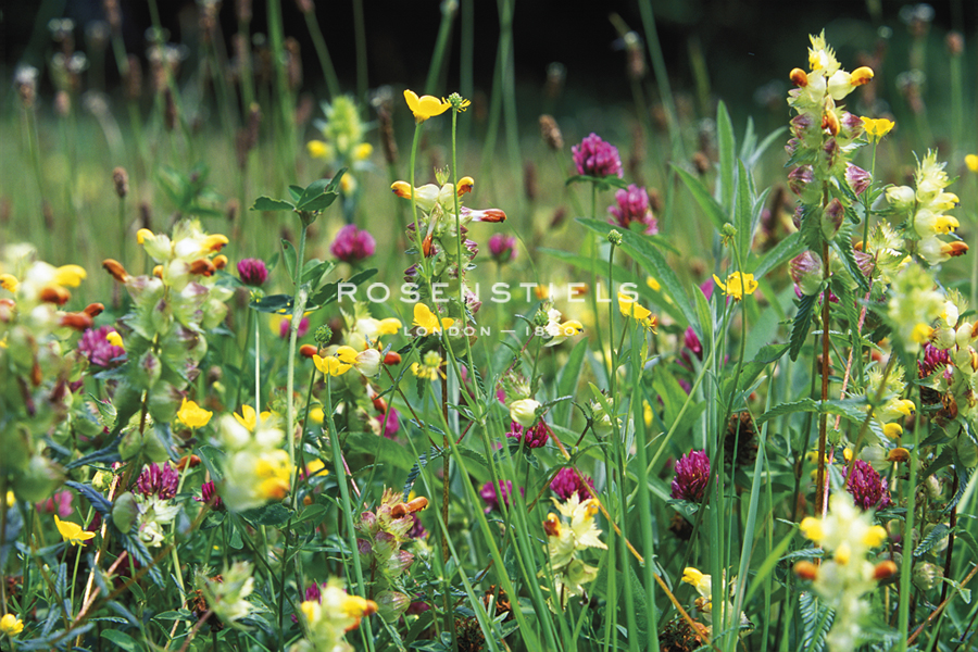 Wild Flower Meadow - John Warburton Lee
