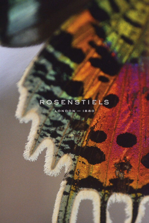 Papilio Focus - Drift - Michael Banks