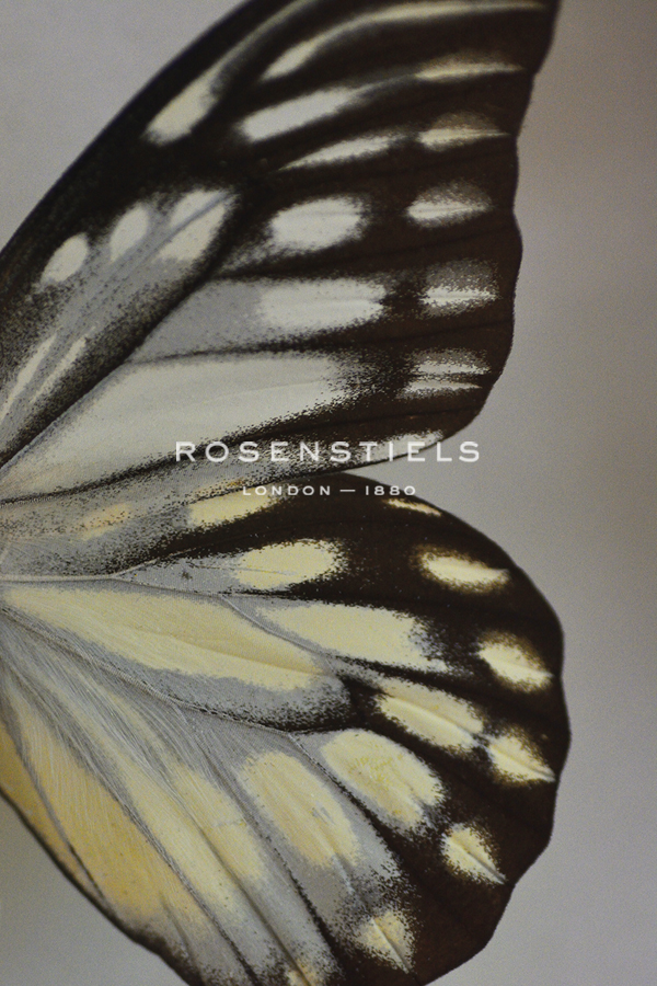Papilio Focus - Ebb - Michael Banks
