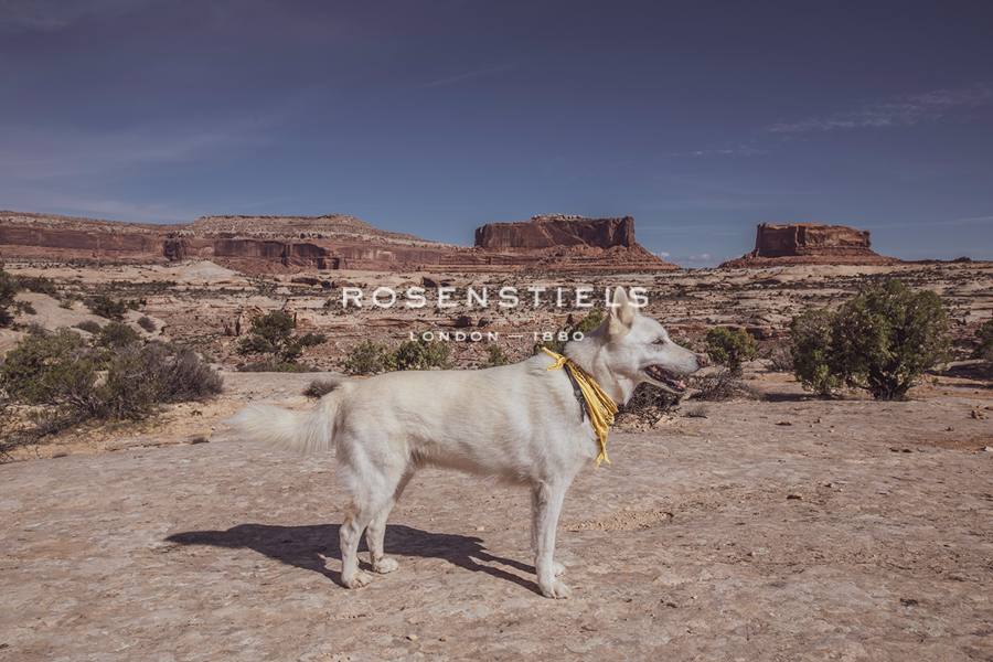 Desert Hound - Paige Craig