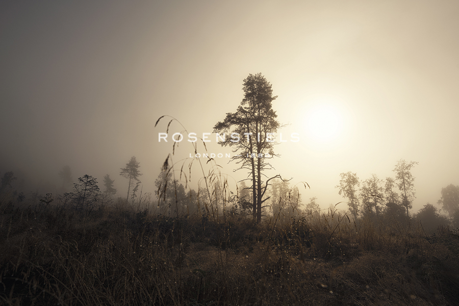 Morning Dew - Andreas Stridsberg