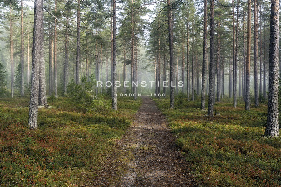 Forest Path - Andreas Stridsberg