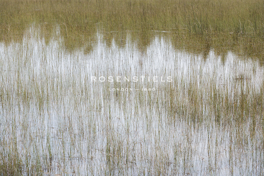 Reflective Marshes - Mike Toy