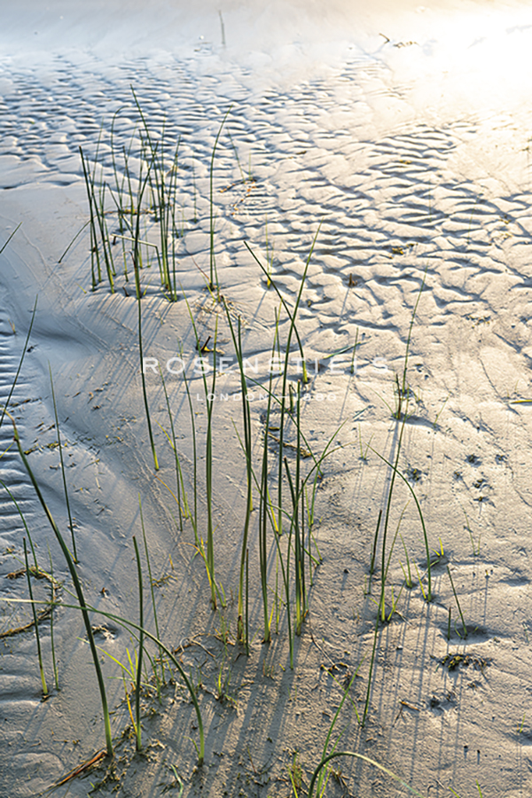 Rustic Sands - Sweep - Mike Toy