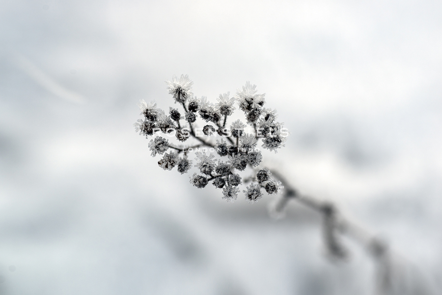 Frosted Growth - Andreas Stridsberg