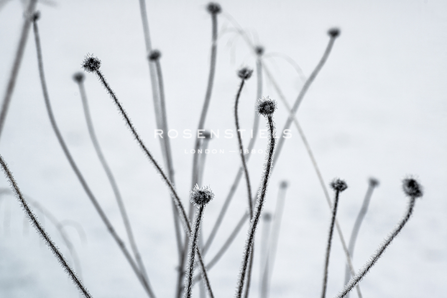 Frozen Buds - Andreas Stridsberg