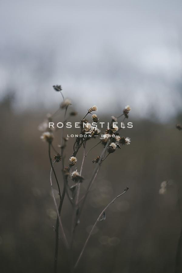 Faded Fall - Chorus - Sarah Hart Morgan