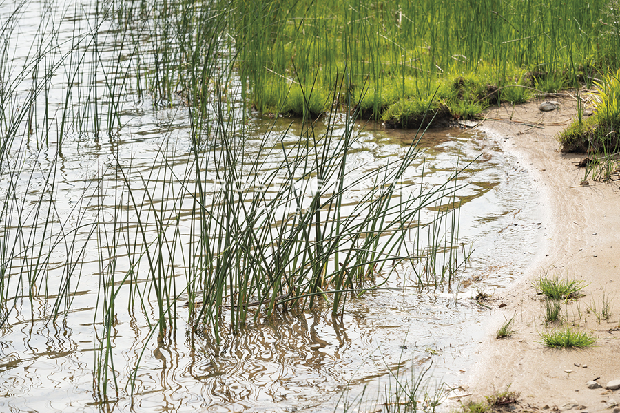 Rushing Reeds - Mike Toy