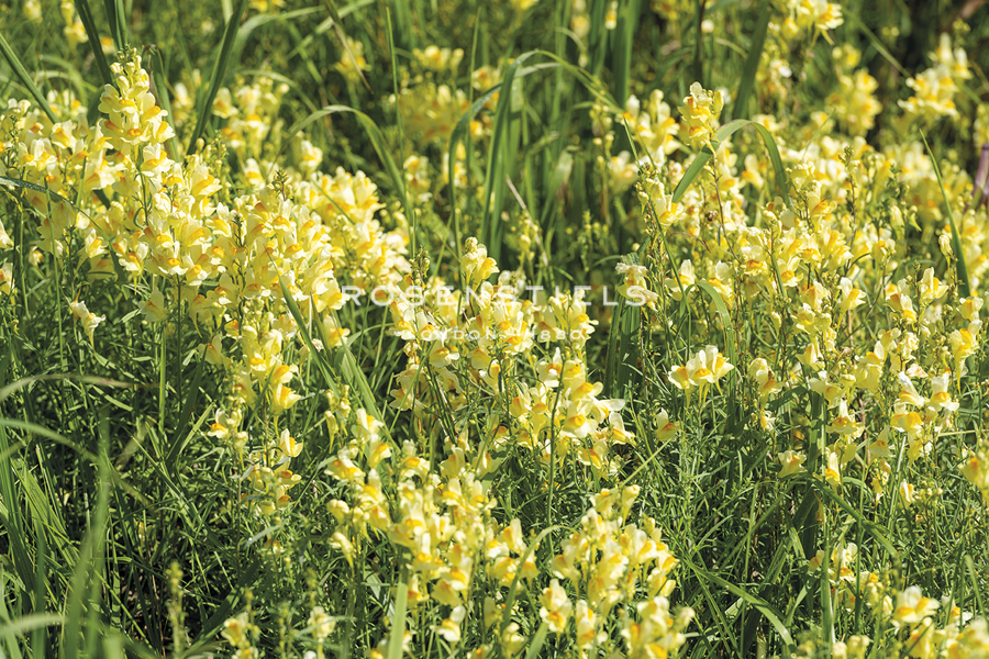 Wildflower Wonder - Mike Toy