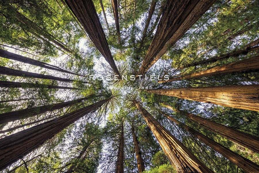 Reflection Above - Tom Mackie