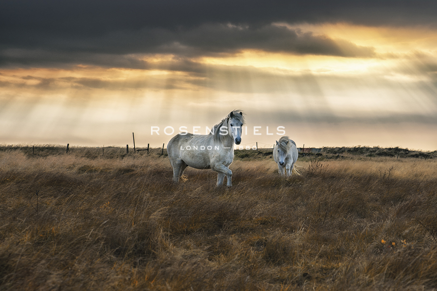 Prance - Andreas Stridsberg