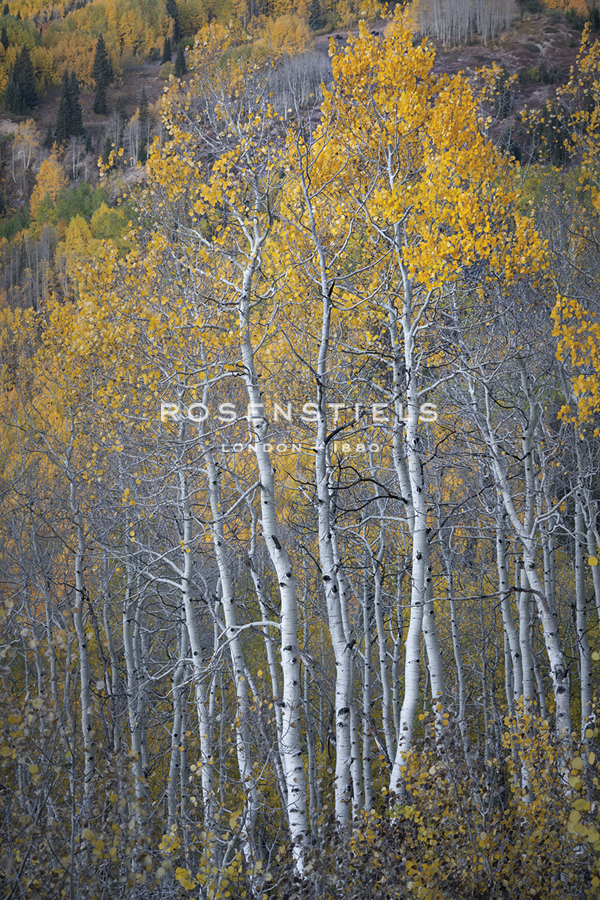Aspen Fall - Joe Cornish