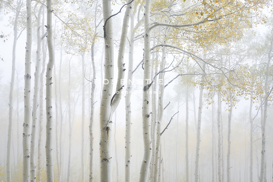 Soft Light - Joe Cornish