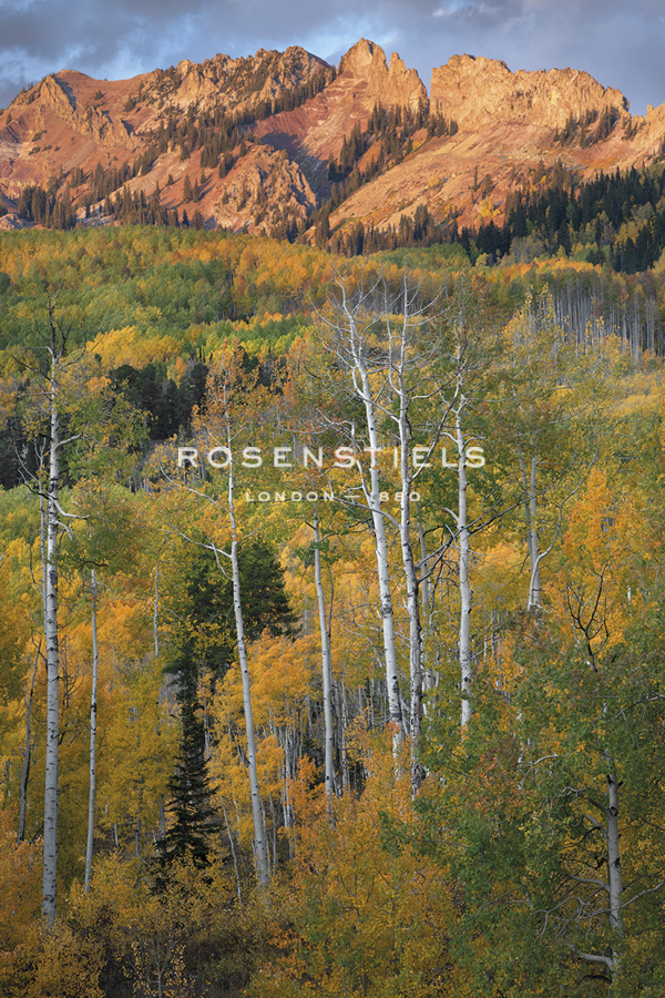 Aspen Wilderness - Joe Cornish