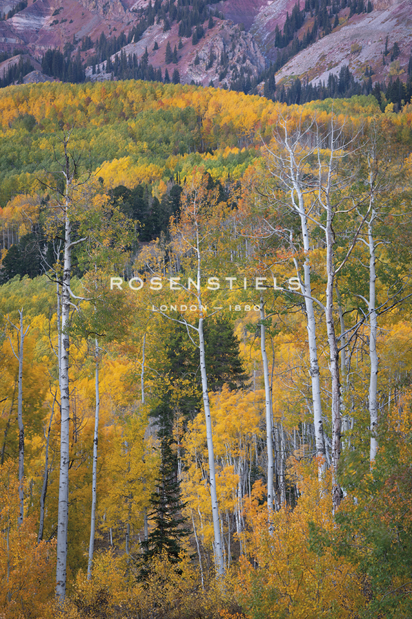 Aspen Escape - Joe Cornish