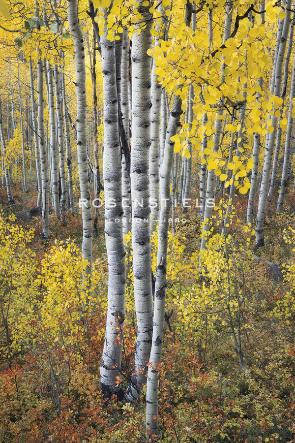 Fall Grove - Joe Cornish