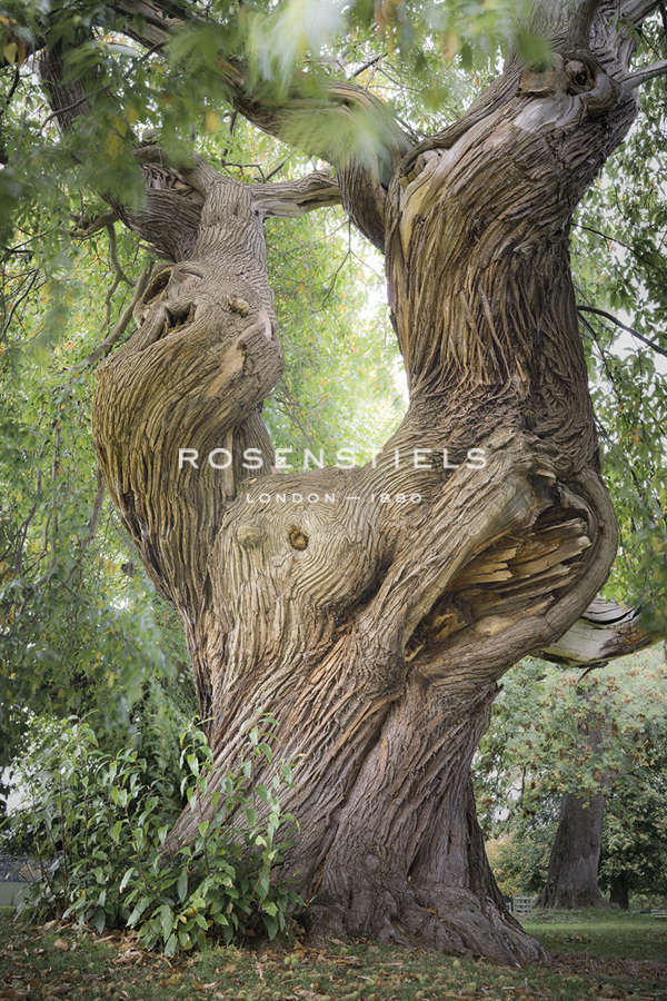 Sweet Chestnut - Joe Cornish