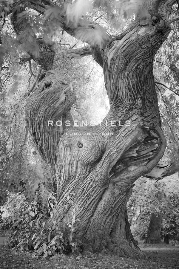 Sweet Chestnut - Noir - Joe Cornish