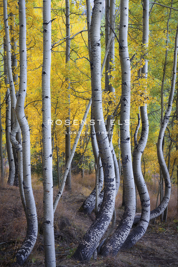Kneeling Aspens - Joe Cornish