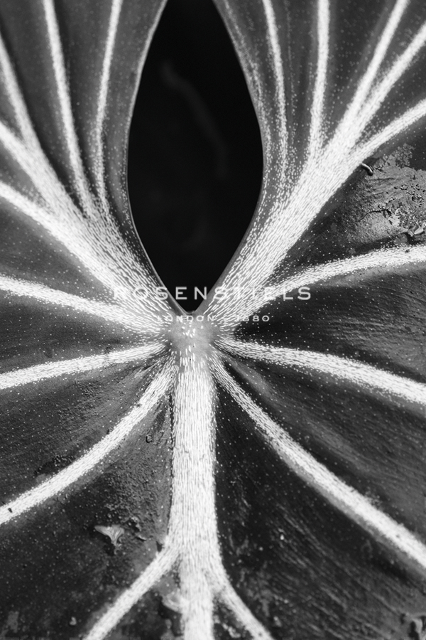 Leaf Abstract - Flow - Wink Gaines