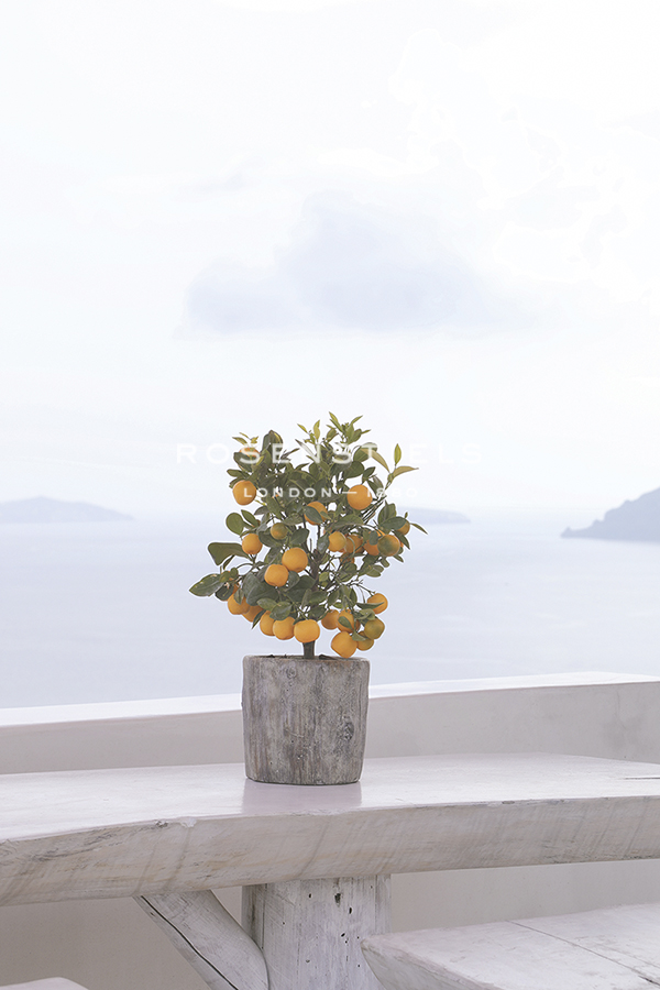 Citrus Corner - Carina Okula