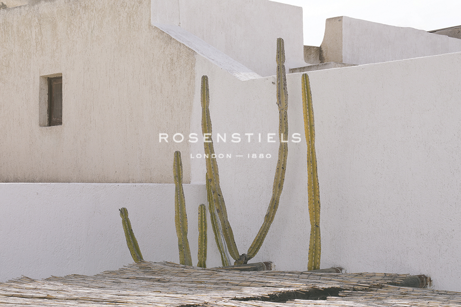 Cactus Rising - Carina Okula