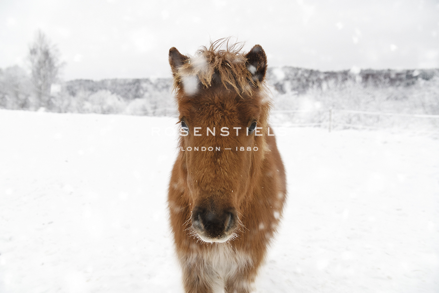 Frosted Equine - Andreas Stridsberg