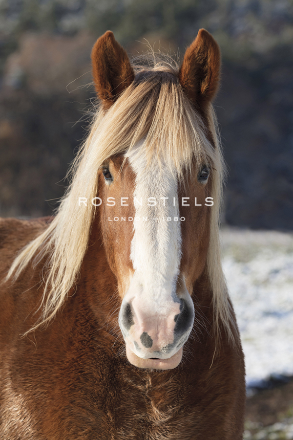 Equine Gaze - Tim Mannakee