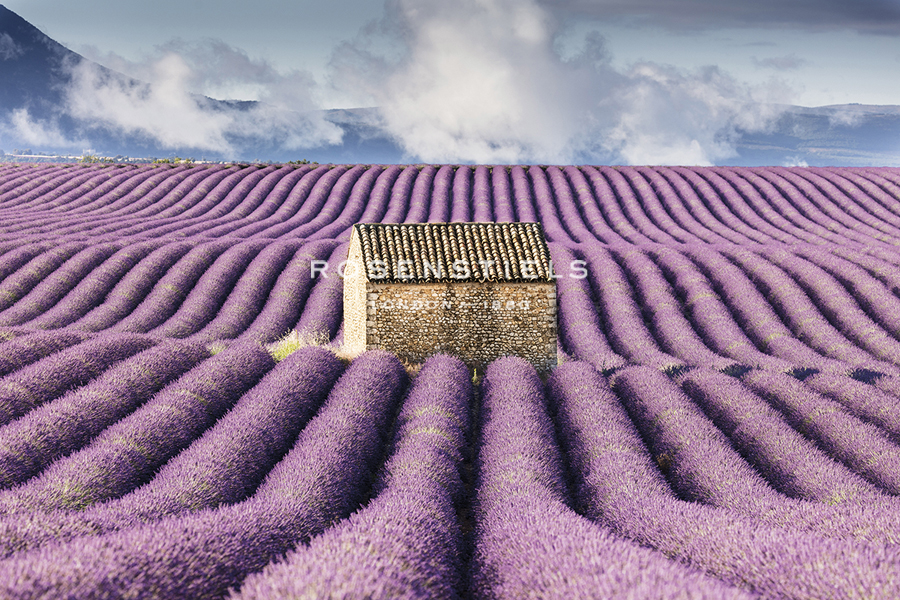 Lavender Fields - Tim Mannakee