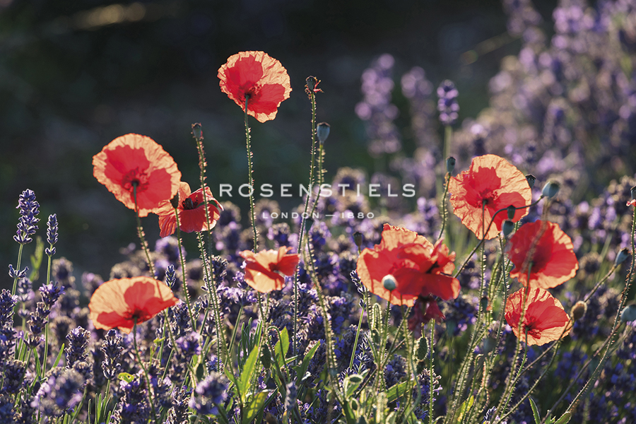 Wild Florals - Tim Mannakee