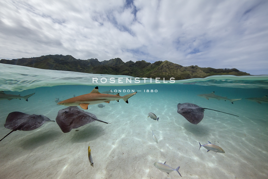 Surreal Ocean - Float - Nathan Secker