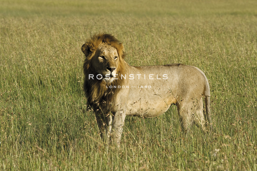 Wild Grandeur - John Warburton Lee