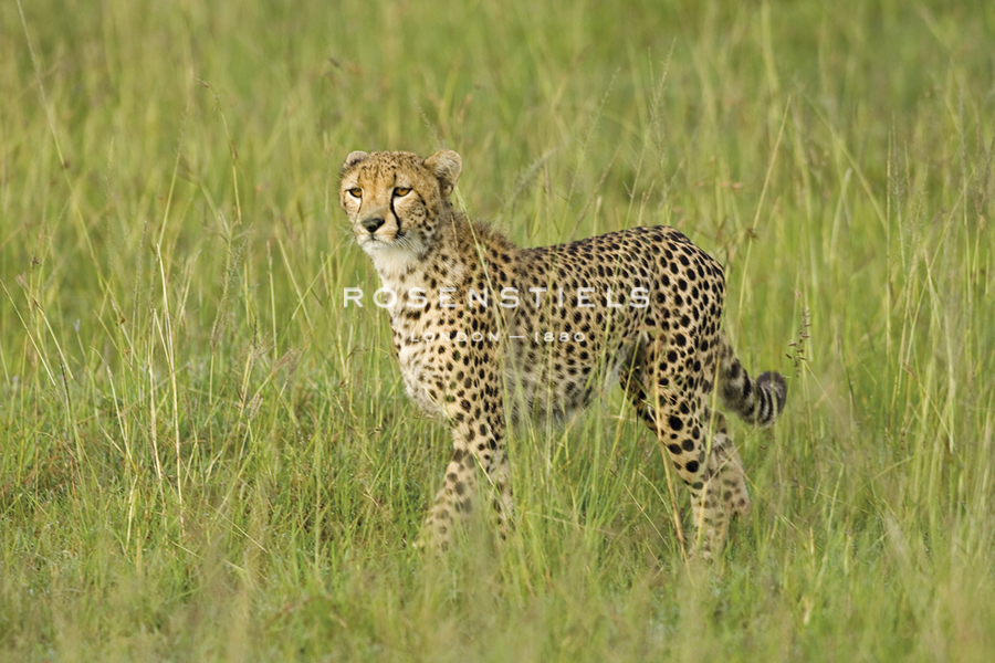 Wild Majesty - John Warburton Lee