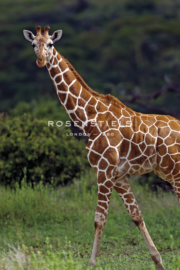 Wild Beauty - John Warburton Lee