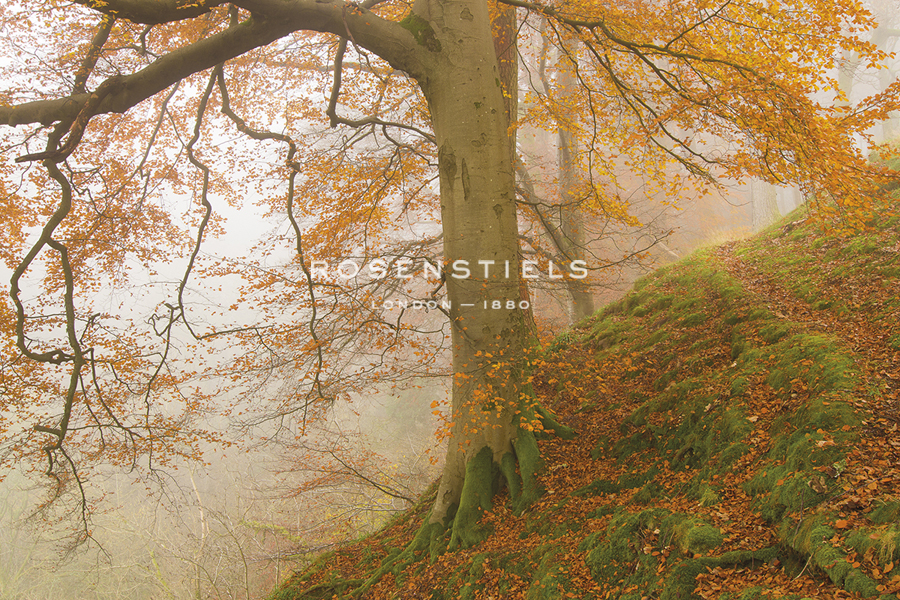Autumnal Beech - Andrew  McKay