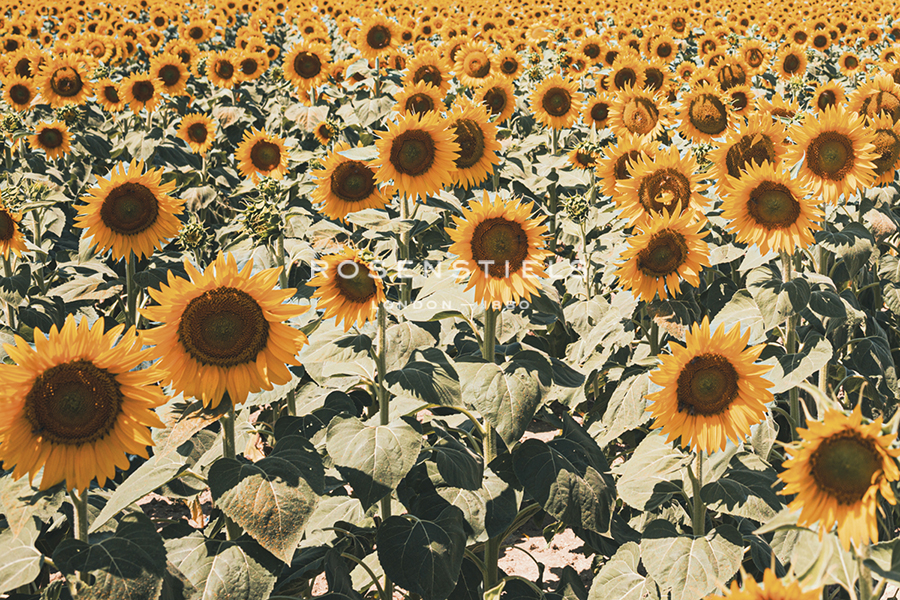 Bountiful Fields - Florian Schleinig
