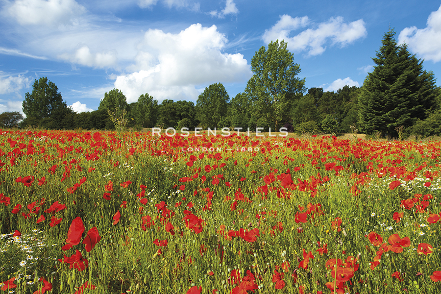 Field of Poppies - Andrew  McKay