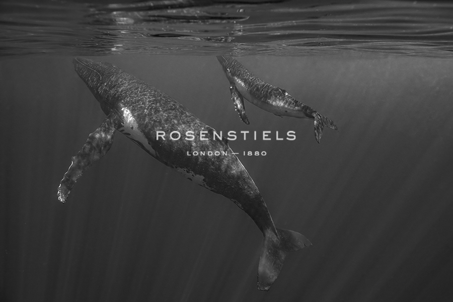 Swim Together - Nathan Secker