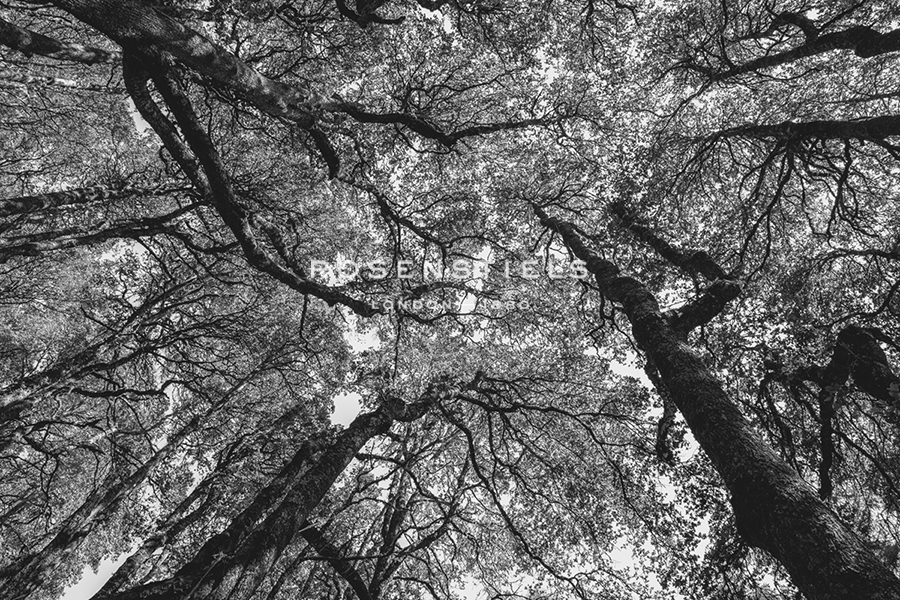 Forest Performance - Andrew Geiger