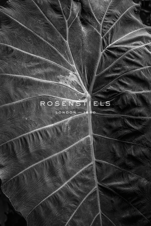 Focused Calm - Andrew Geiger