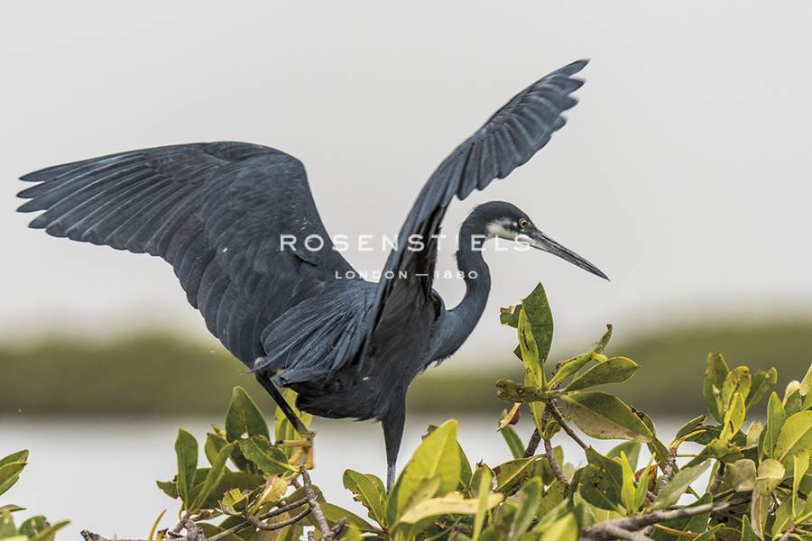 Gentle Landing - Catherina Unger