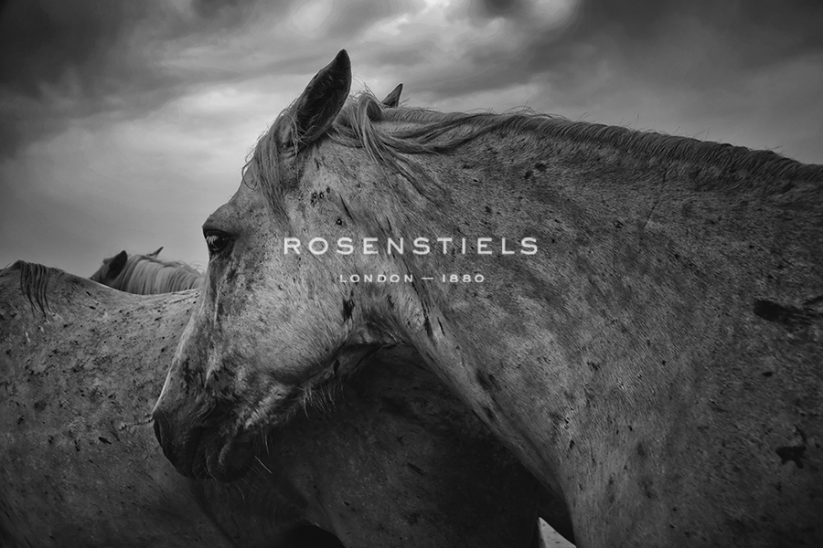 Wild Horses - Margaret Albaugh