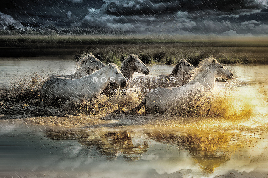 Camargue Water Run - Splash - Bobbie Goodrich